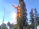 Tree electrocutes itself.