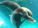 Walrus pleasures himself. LOL!